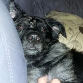 Domino