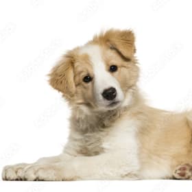 Murphy