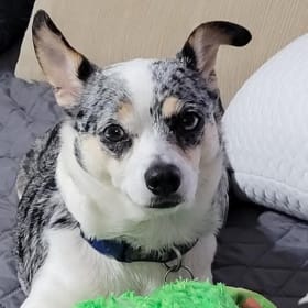 Roxy