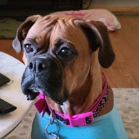 Kloie