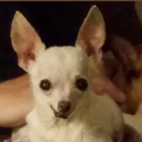 Peanut