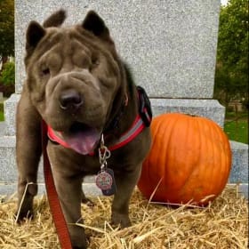 Pumpkin