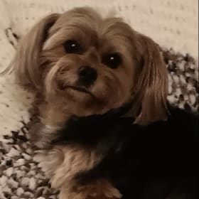 Toto