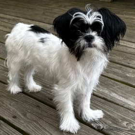 Maizey Jo