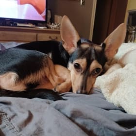 Roo