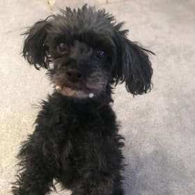 G-Dog  G stands for great