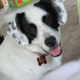 Cora