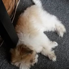 Fluffy