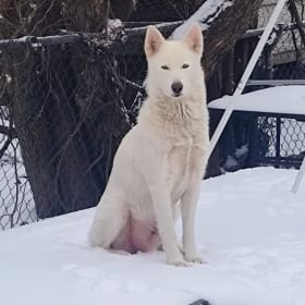 Aspen