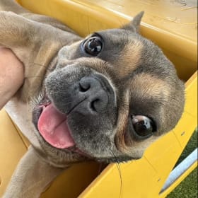 Buddy
