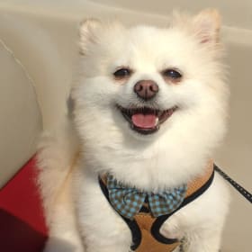 Bailey Boy