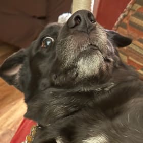 Nova