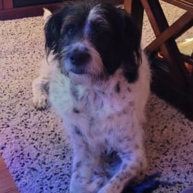 Sparky rescued on fourth of July