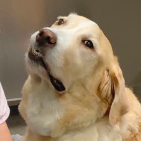 Lyla