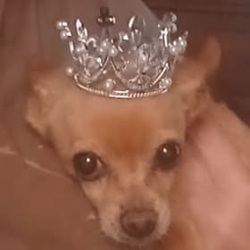 Trixie