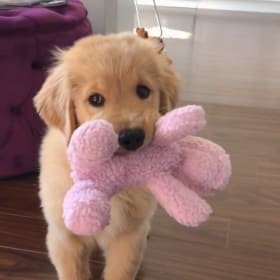 Honey