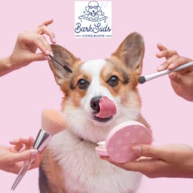 Dog Ear Cleaning Oviedo
