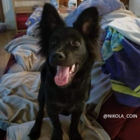 Nikola