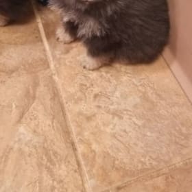 Rosie