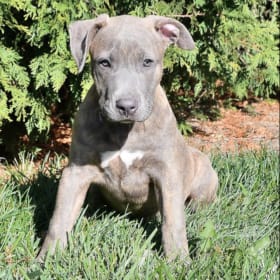 Zeus