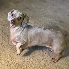 Daphne