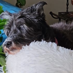 Rosie