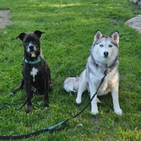 Khan-pitty Khira-sy-huskey