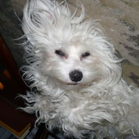 Sam u al aka Sammy