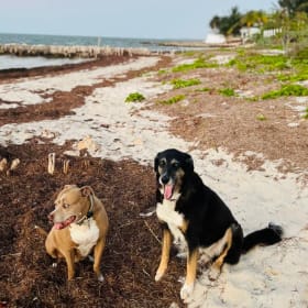 LILY and LOKY