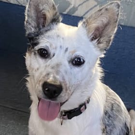 Maggie Mae