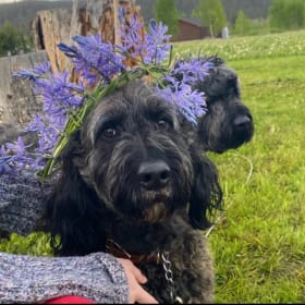 Yogi