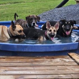 Layla - Bruno-rear - Tasha - Tubby