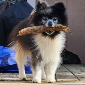 Dasher