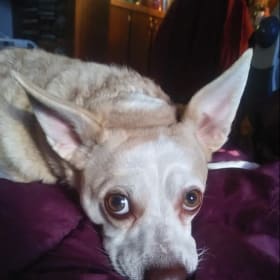 Baby dixie