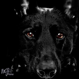 K9 Rogue