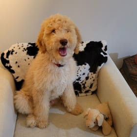 Rufus