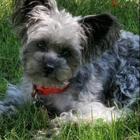 Maxie