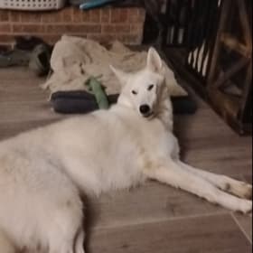 Beau