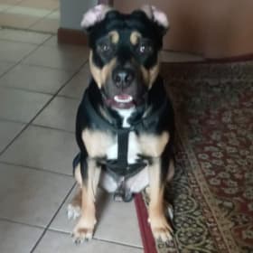 LLoron PrinceCharming Cortez