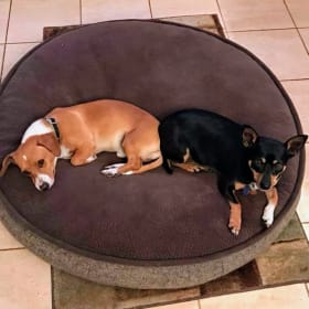 Humphrey and TaterTot