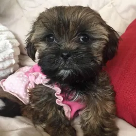 Sophie