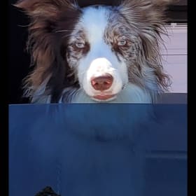 Zoey