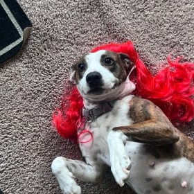 Mya