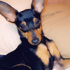 Peanut