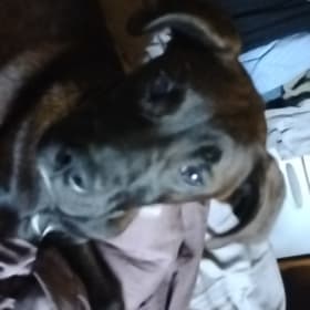 Bella