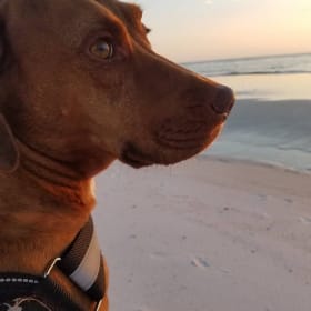Bodhi