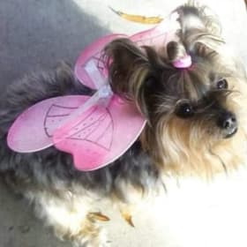 Bailey