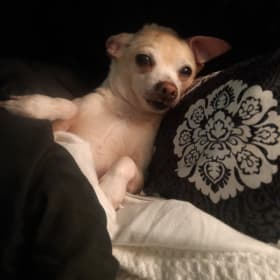 Dolce