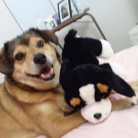 BearBear