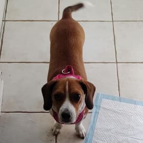 Penny